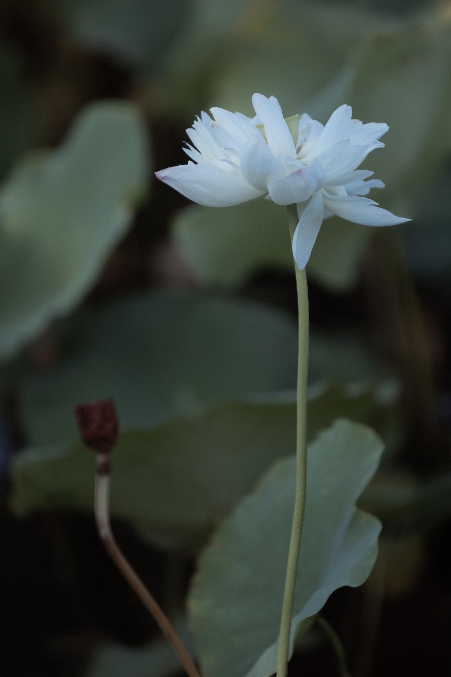  – 《荷韵》[12P] 插图1